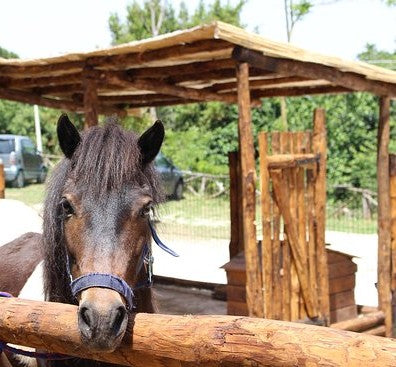 cavalli fattoria didattica parco avventura bambini roma