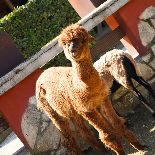 fattoria didattica animali roma