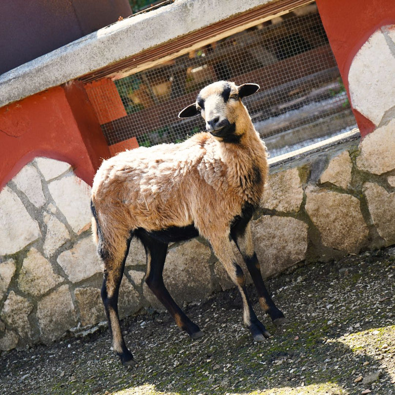 animali della fattoria per bambini parco catone adventure
