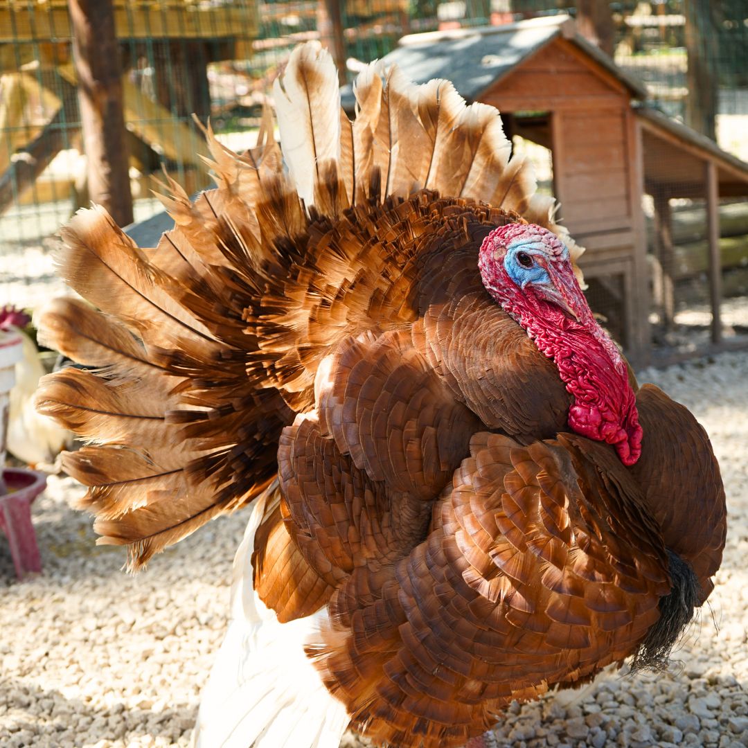 vecchia fattoria roma bambini 